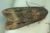 Agrotis ipsilon