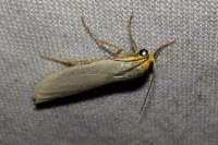 Eilema caniola