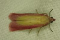 Oncocera semirubella