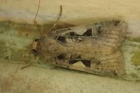 Xestia c-nigrum