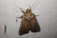 Amphipyra tragopoginis