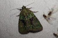 Cryphia algae
