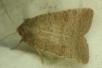 Hoplodrina ambigua
