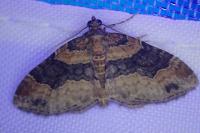 Xanthorhoe ferrugata