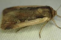 Ochropleura plecta