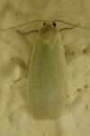 Collita griseola