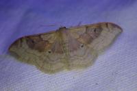 Idaea degeneraria