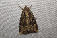 Mesapamea secalella/secalis
