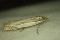 Crambus pascuella