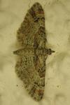 Gymnoscelis rufifasciata