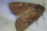 Lacanobia oleracea