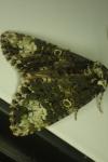 Craniophora ligustri