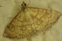 Anania verbascalis