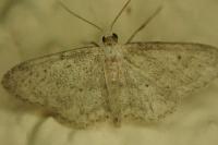 Idaea seriata