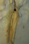 Agriphila tristella