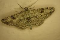 Peribatodes rhomboidaria rhomboidaria
