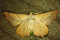 Ennomos fuscantaria