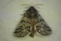 Thaumetopoea pityocampa