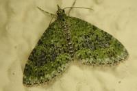 Acasis viretata