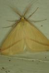 Rhodometra sacraria