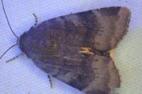 Noctua janthe