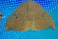 Watsonalla binaria