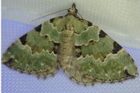 Colostygia pectinataria