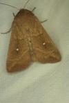 Mythimna albipuncta