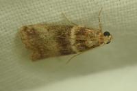 Acrobasis tumidana