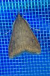 Udea ferrugalis
