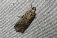 Acrobasis fallouella