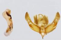 Hoplodrina ambigua