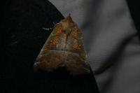 Scoliopteryx libatrix