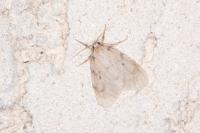 Paidia rica