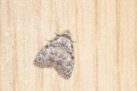 Meganola strigula
