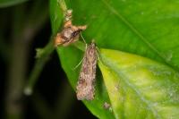 Nomophila noctuella