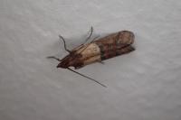 Plodia interpunctella