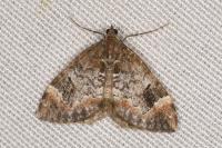 Dysstroma truncata