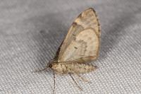 Dysstroma truncata