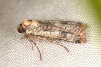 Epilecta linogrisea