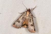 Epilecta linogrisea