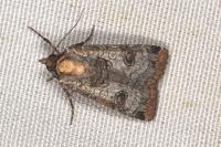 Epilecta linogrisea