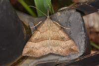 Hypena proboscidalis