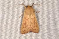 Mythimna vitellina