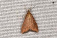 Udea ferrugalis