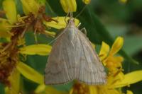 Udea lutealis