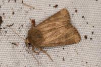 Luperina testacea