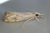 Catoptria falsella