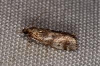 Assara terebrella