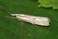 Agriphila geniculea